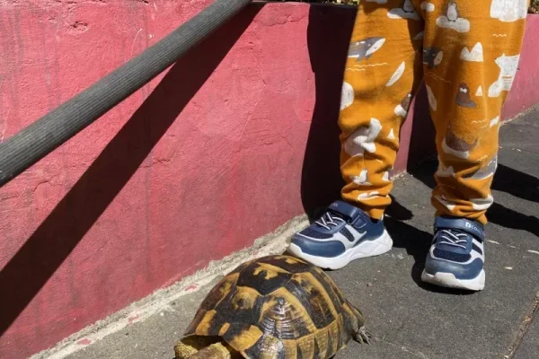 Özel Tabiat Anaokulu